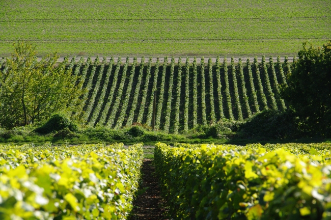 CHAMPAGNE FLEURY GILLE - 